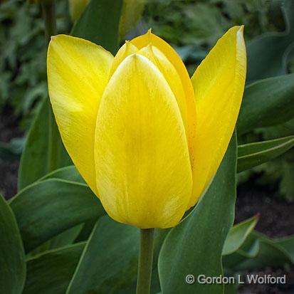 Yellow Tulip_00005.jpg - Photographed at Smiths Falls, Ontario, Canada.
